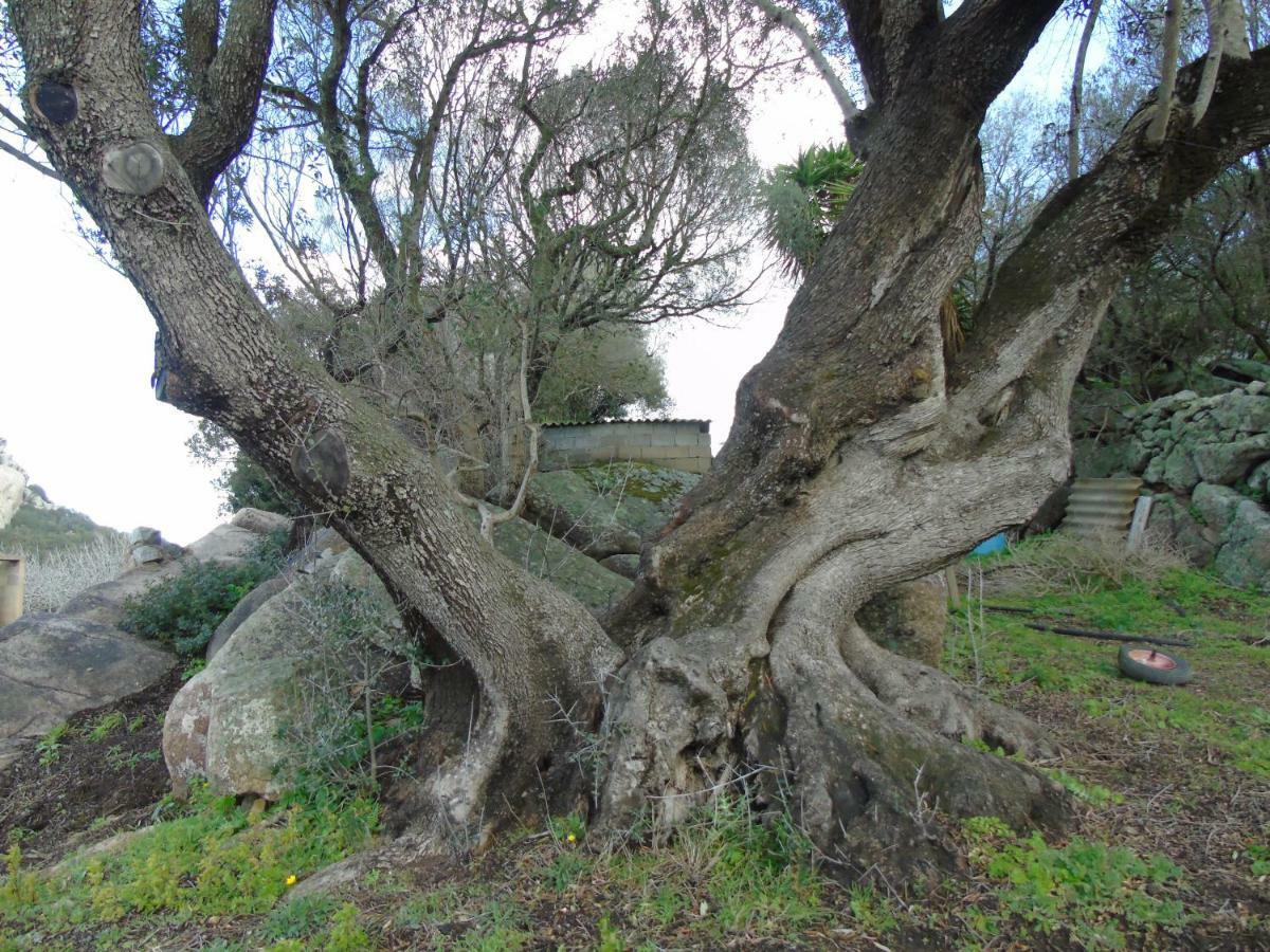 Casa Eleonora Villa Santa Teresa Gallura Exteriör bild